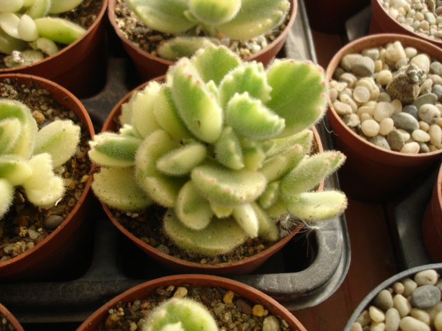 Kalanchoe tomentosa variegata (1).JPG
