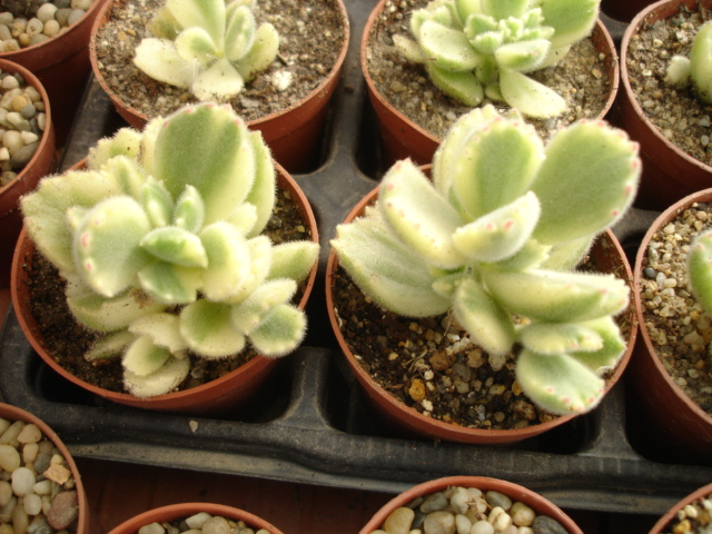 Kalanchoe tomentosa variegata (2).JPG