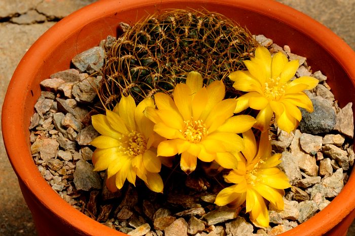 Sulcorebutia arenacea candiae (2).JPG