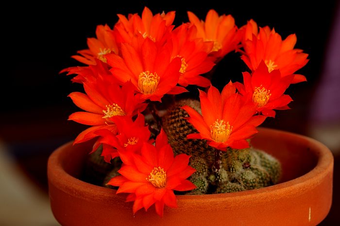 Rebutia albipectinata (2).JPG