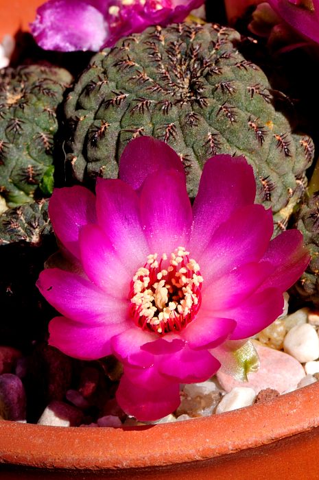 Rebutia rauschii (3).JPG