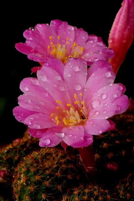 Rebutia perplexa.JPG