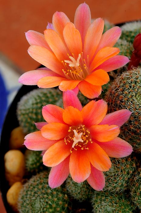 Rebutia Pink Champagne (2).JPG