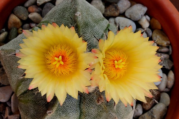 Astrophytum myriostigma (1).JPG