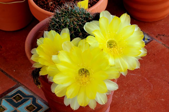 Echinopsis aurea.JPG