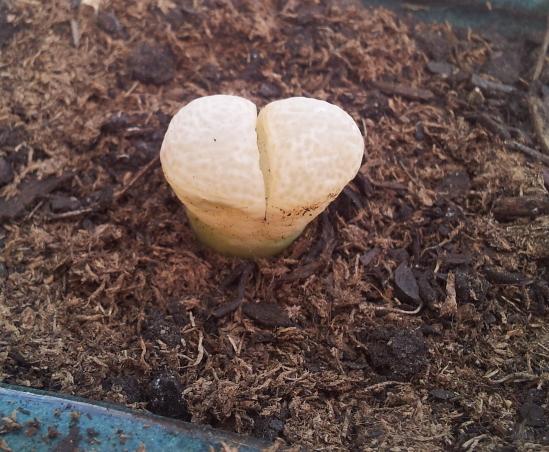 Lithop2.JPG