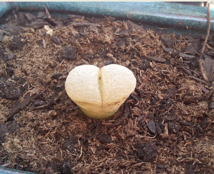 Lithop1.JPG