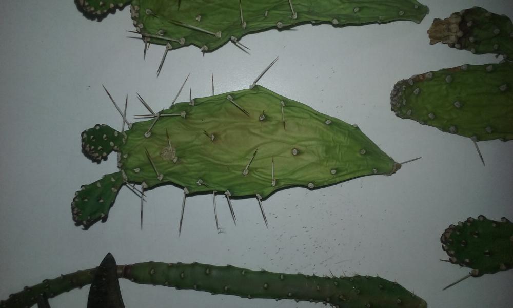 20150819_200524.jpg
