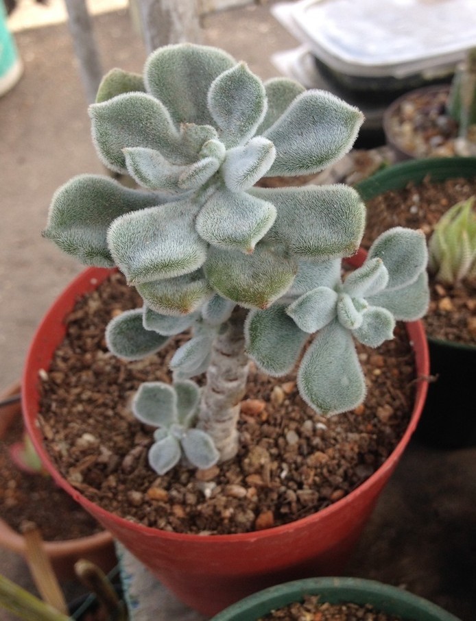 Echeveria pulvinata 'Frosty'.JPG