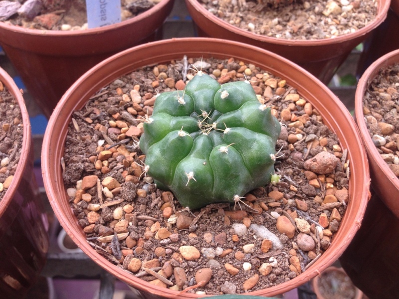 5.