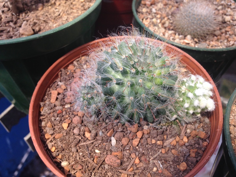 4.
