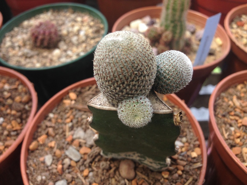 3.