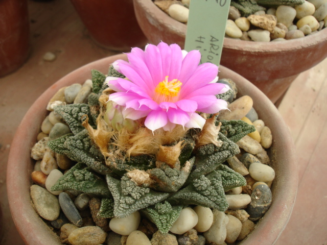 Aruiocarpus fissuratus 25.9 (1).JPG