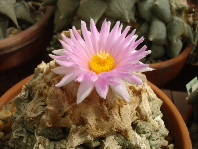 Aruiocarpus fissuratus 25.9 (2).JPG