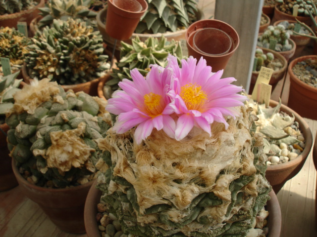 Aruiocarpus fissuratus 25.9 (3).JPG