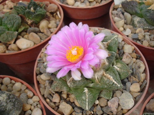 Aruiocarpus fissuratus 25.9 (4).JPG