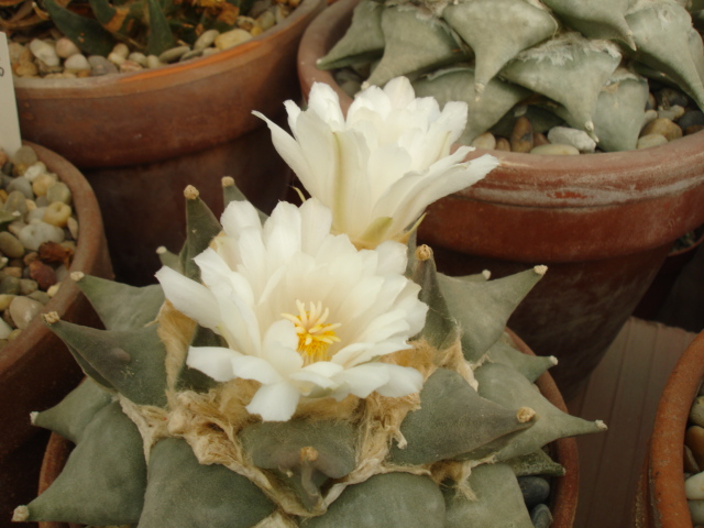 Ariocarpus retusus 09 (6).JPG