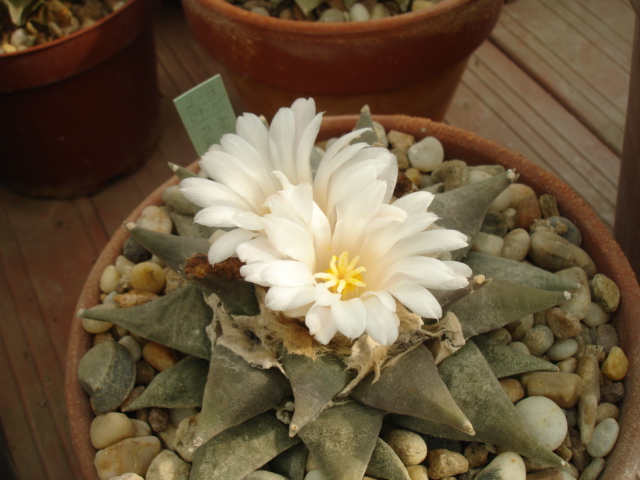 Ariocarpus retusus 09 (7) - copia.JPG