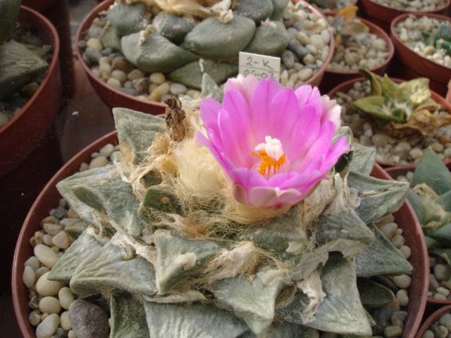 Ariocarpus retusus flor roja 09 (4).JPG