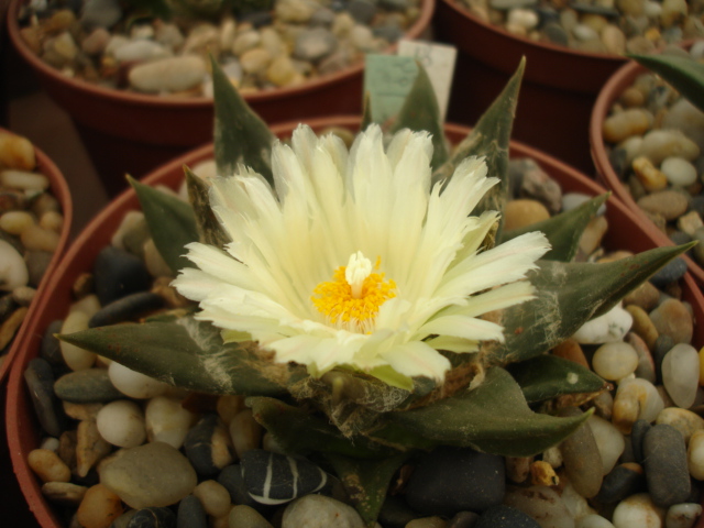 Ariocarpus trigonus 29.9.15.JPG
