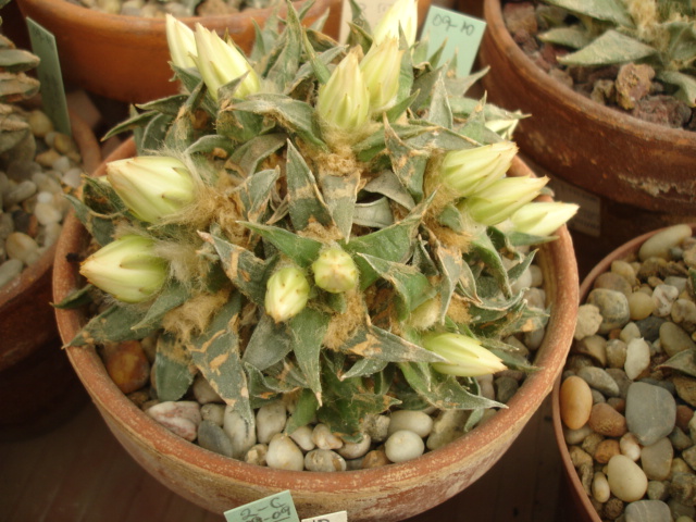 Ariocarpus trigonus minimus (1).JPG