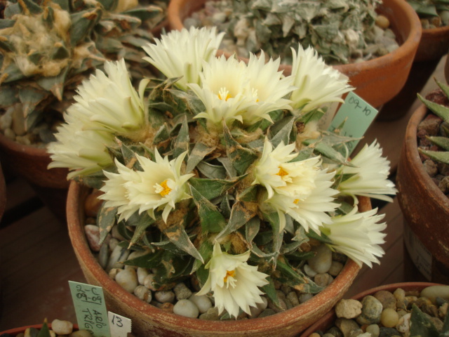 Ariocarpus trigonus minimus (2).JPG