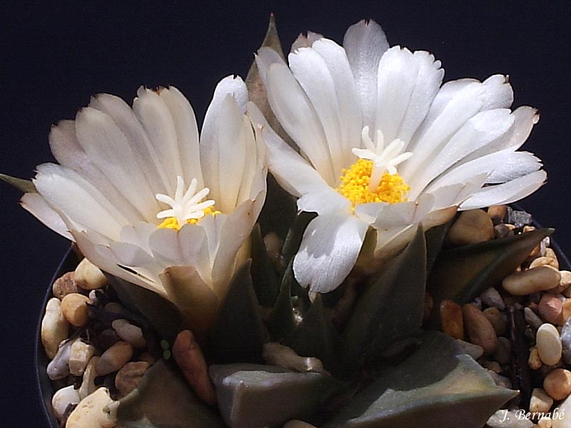 Ariocarpus trigonus 2006.JPG