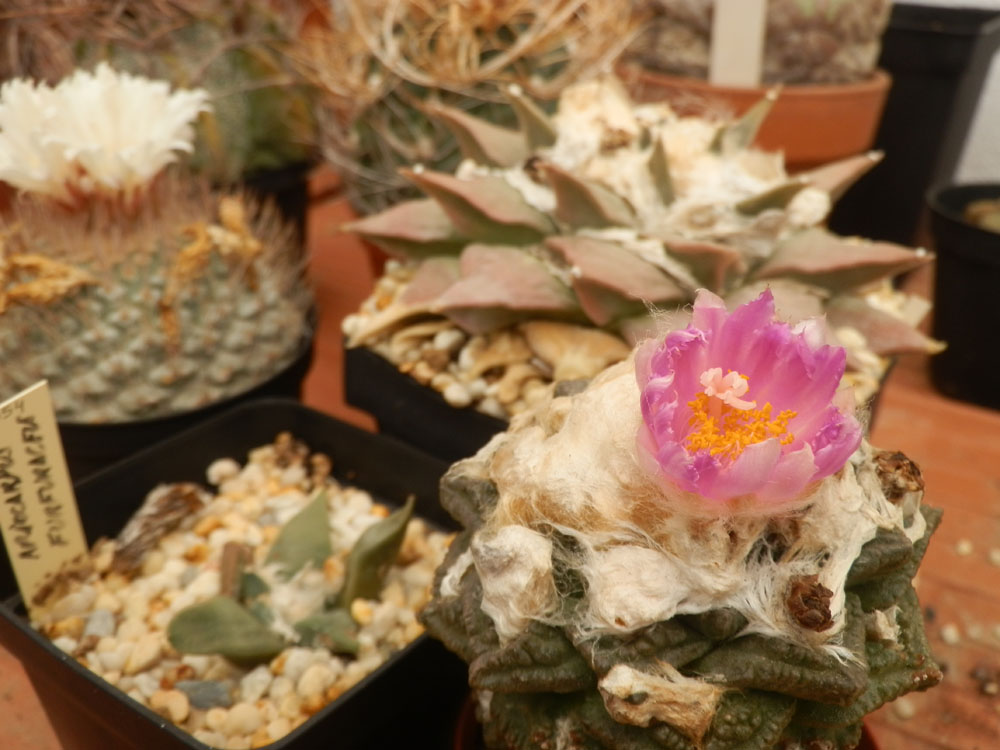 Ariocarpus fissuratus.JPG