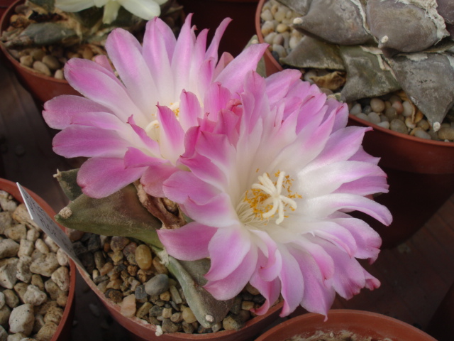 Ariocarpus reutus flor bicolor.JPG