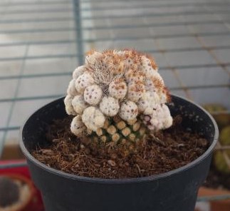 20160309_095416[1].jpg