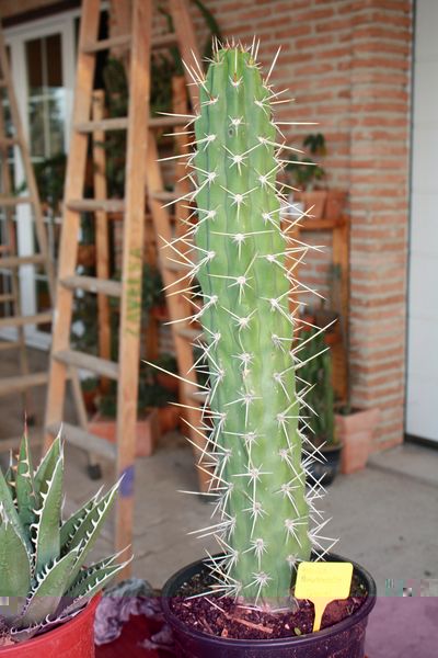 Harrysia tetracantha