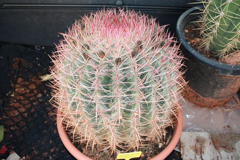 Ferocactus stainesii v. pilosus