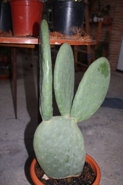 Opuntia ???? inermis