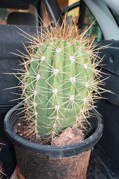 Pasacana
