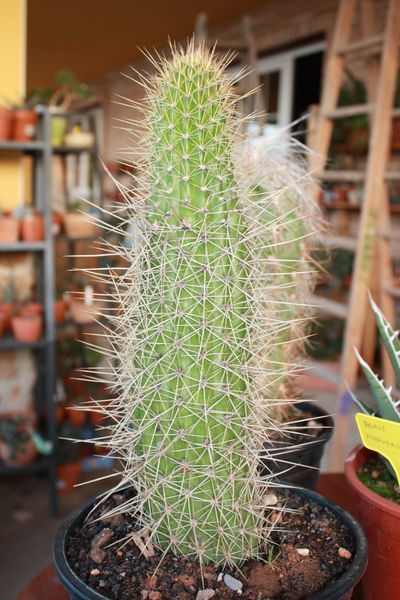 Trichocereus ?????