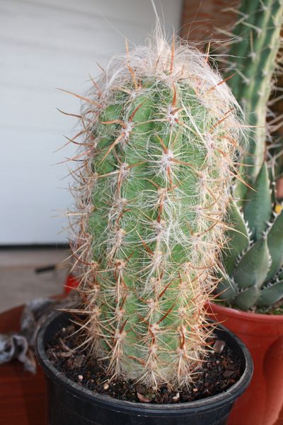 No recuerdo el nombre