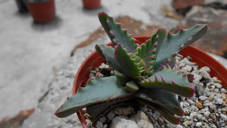 faucaria.jpg