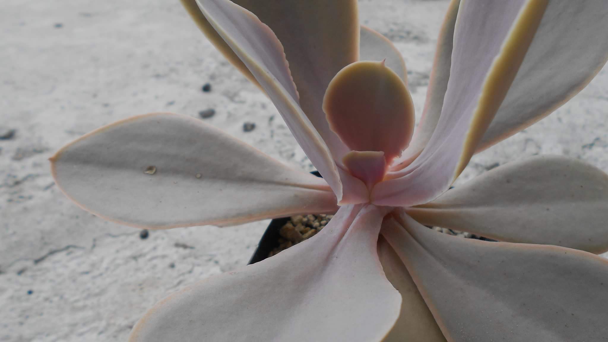 Echeveria magnifica .jpg