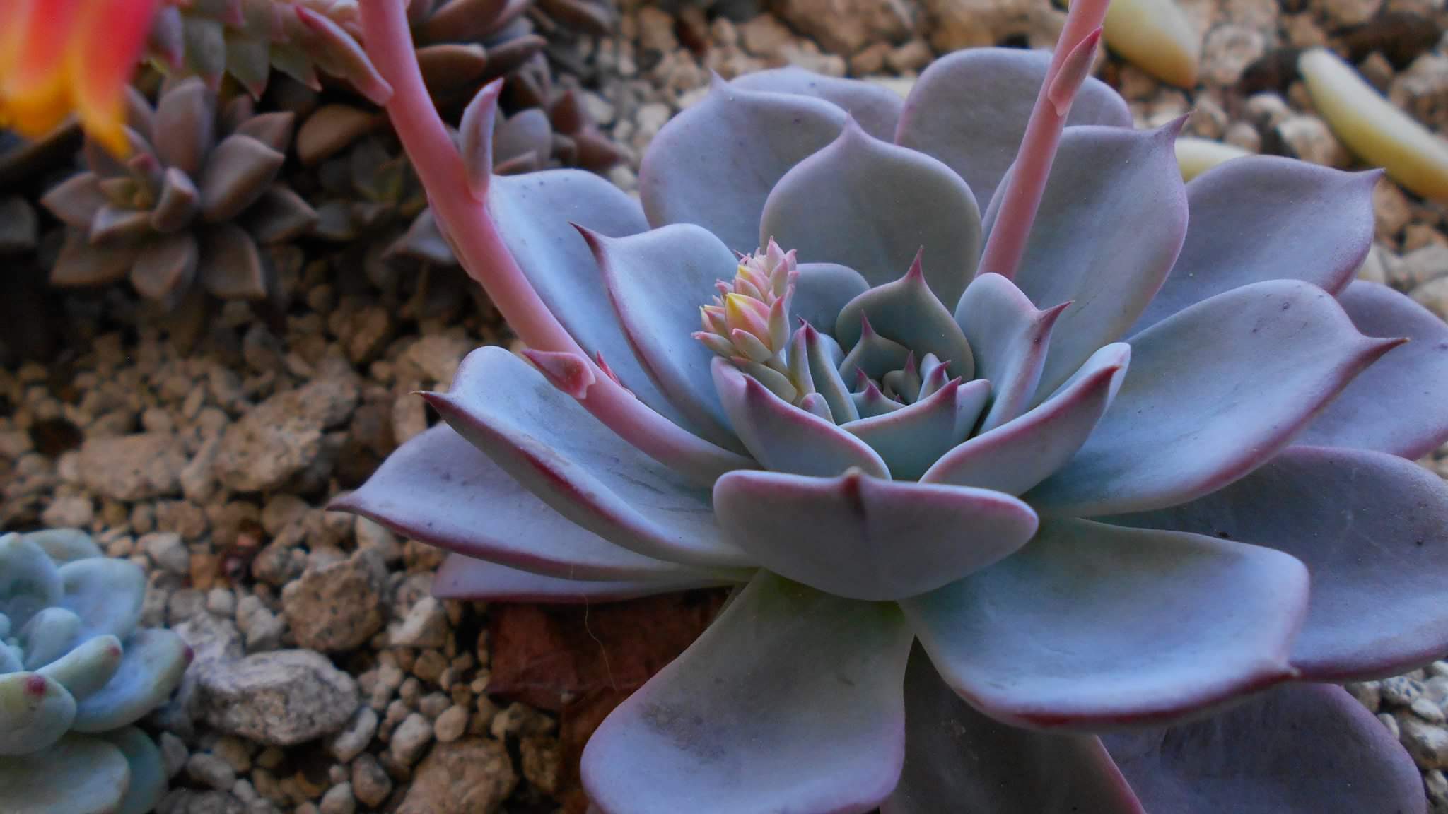 Echeveria secunda Cv. 'Azulita'.jpg