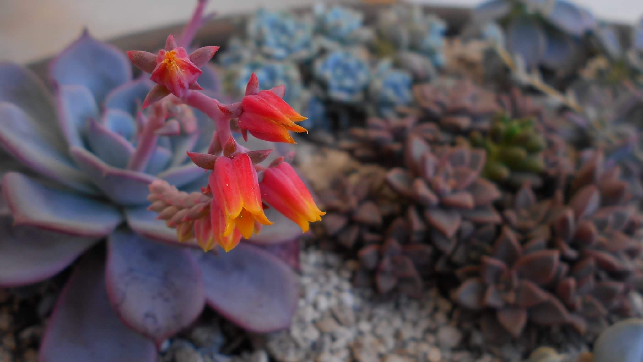 Echeveria secunda Cv. 'Azulita' 1.jpg