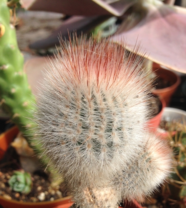 Notocactus scopa