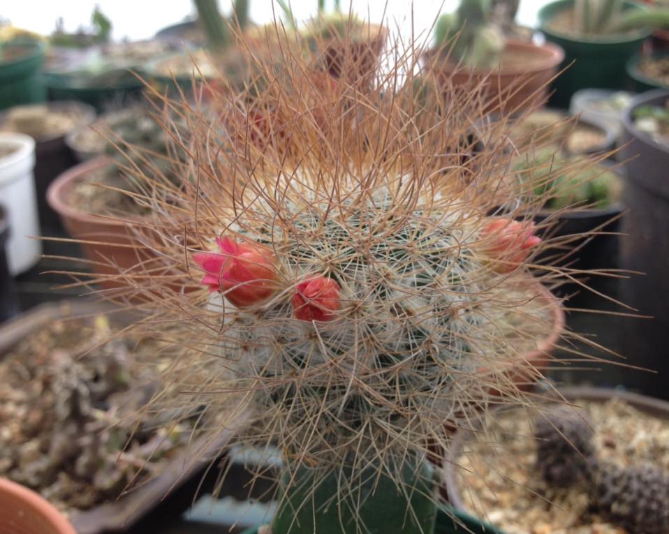 Mammillaria rekoi