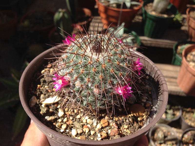 Mammillaria huitzilopochtli var. nidiformis.jpg