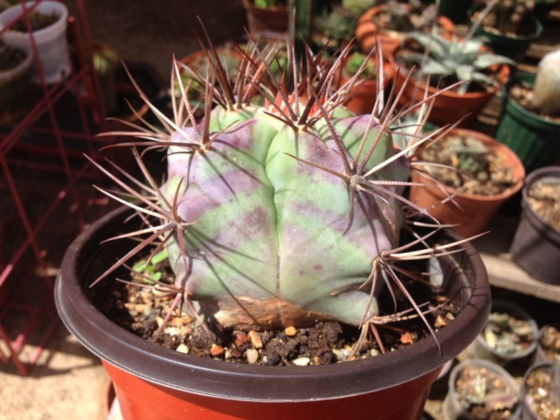 Echinocactus platyacanthus