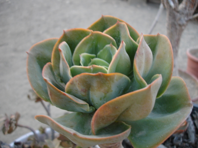 Echeveria.JPG