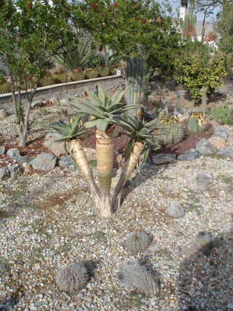 Aloe dicotoma 27.10.16.JPG