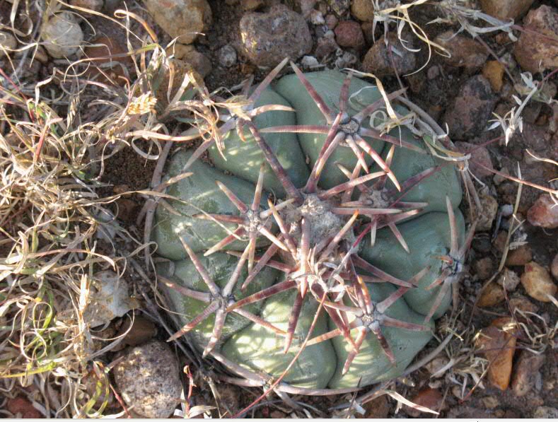 echinocactus horizontalonius