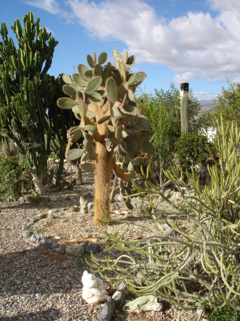 Opuntia galapaeia (1).JPG