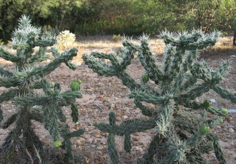 Cilindropuntia ??