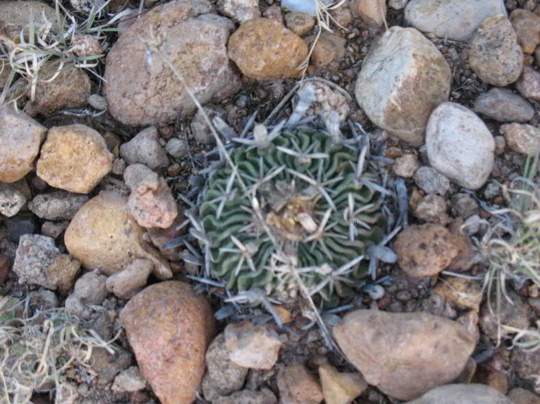 Echinofossulocactus arrigens